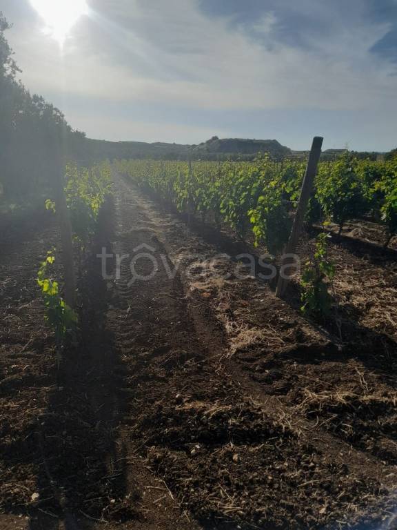terreno agricolo in vendita a Bitonto in zona Centro Città