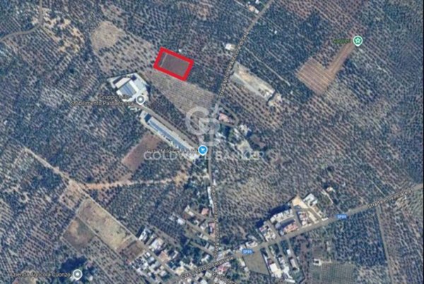 terreno agricolo in vendita a Bitonto in zona Palombaio