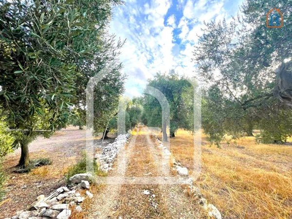 terreno agricolo in vendita a Bitonto