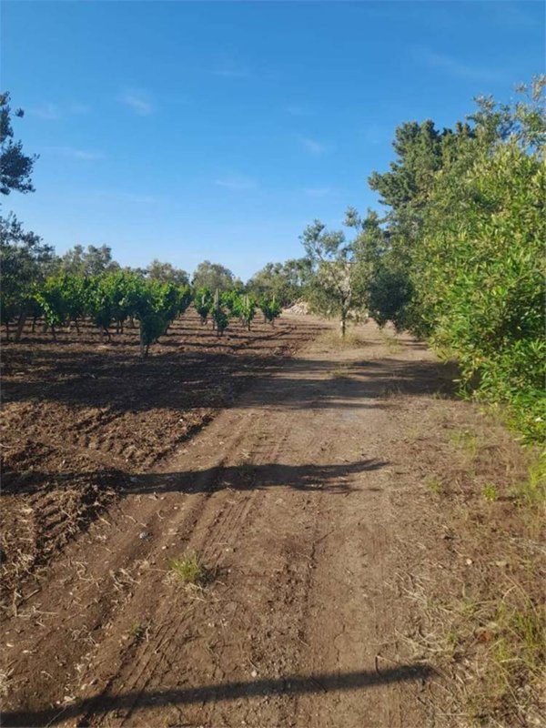 terreno agricolo in vendita a Bitonto