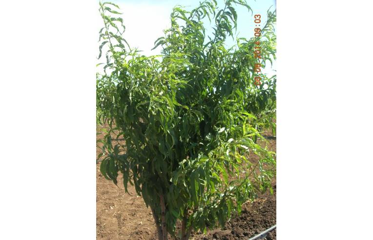 terreno agricolo in vendita a Bitonto