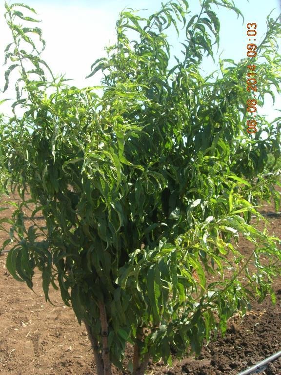 terreno agricolo in vendita a Bitonto