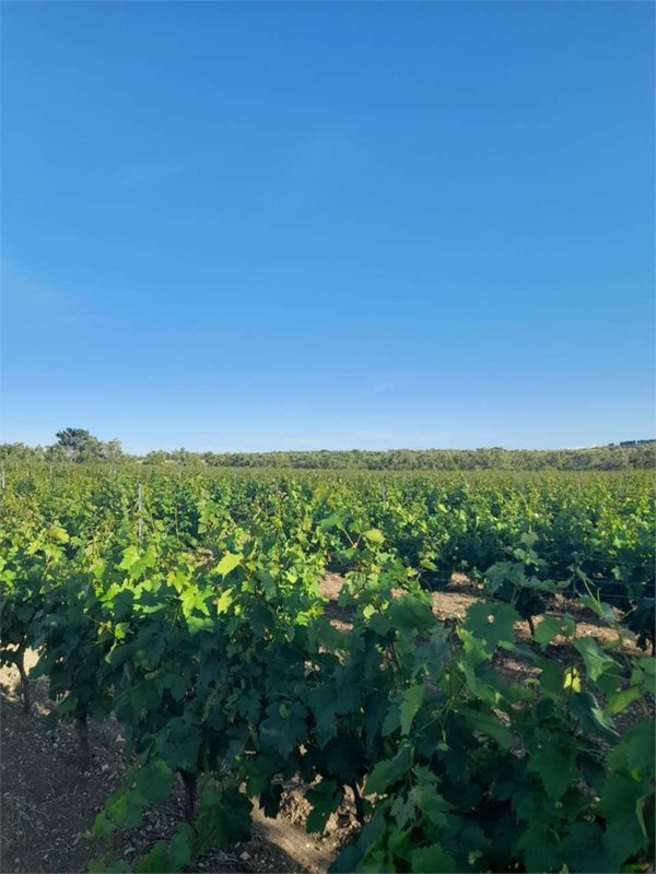 terreno agricolo in vendita a Bitonto