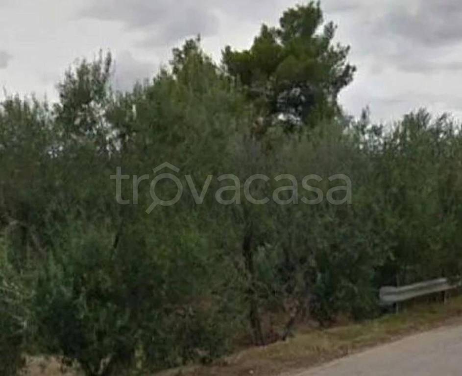 terreno agricolo in vendita a Bitonto