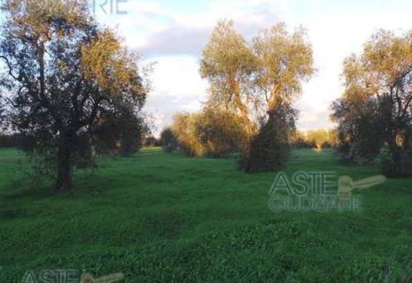 terreno agricolo in vendita a Bitonto