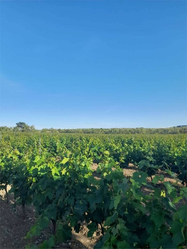 terreno in vendita a Bitonto