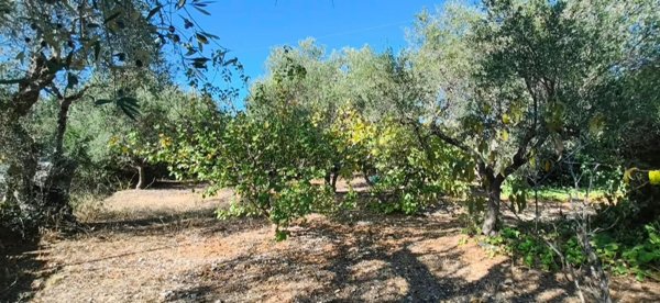 terreno agricolo in vendita a Bitonto