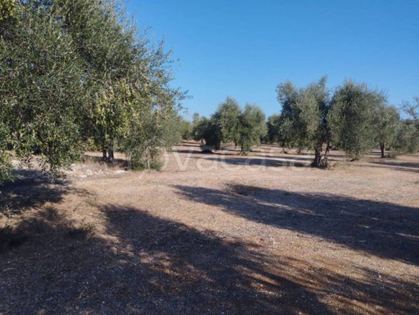 terreno agricolo in vendita a Bitritto