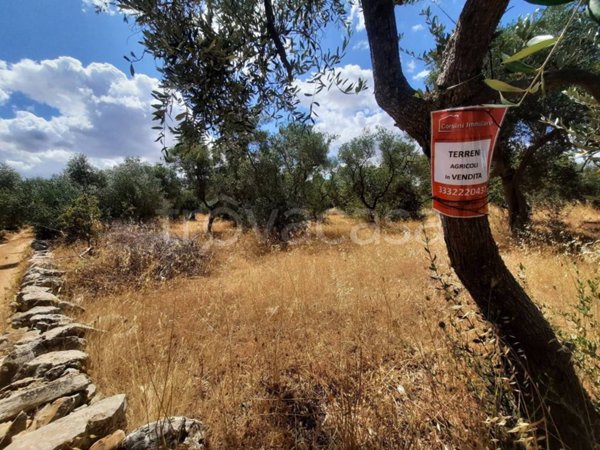 terreno agricolo in vendita a Bitritto