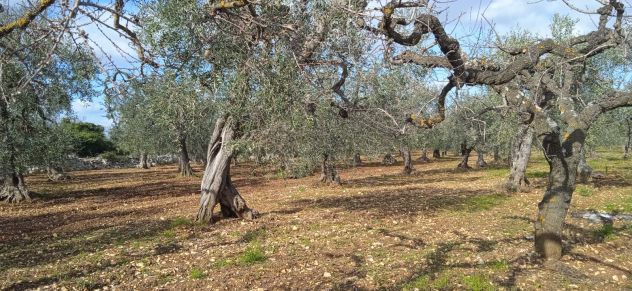 terreno agricolo in vendita a Casamassima