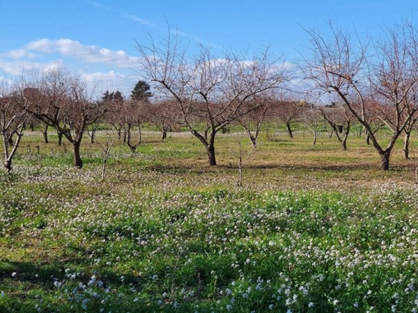 terreno agricolo in vendita a Casamassima