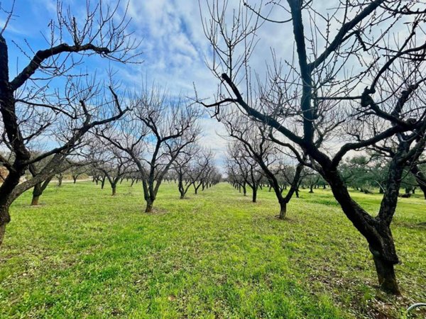 terreno agricolo in vendita a Cassano delle Murge
