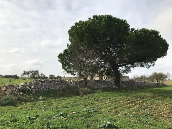 terreno agricolo in vendita a Cassano delle Murge