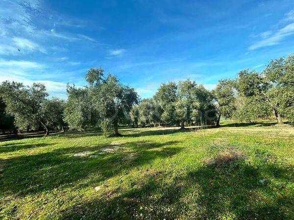 terreno agricolo in vendita a Cassano delle Murge