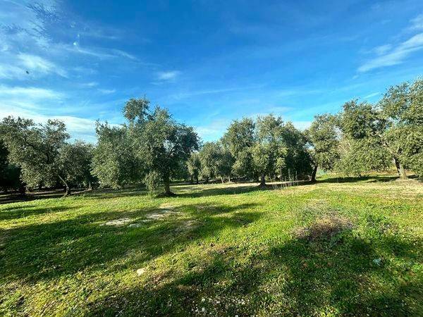 terreno agricolo in vendita a Cassano delle Murge