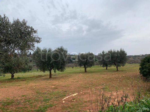 terreno agricolo in vendita a Castellana Grotte