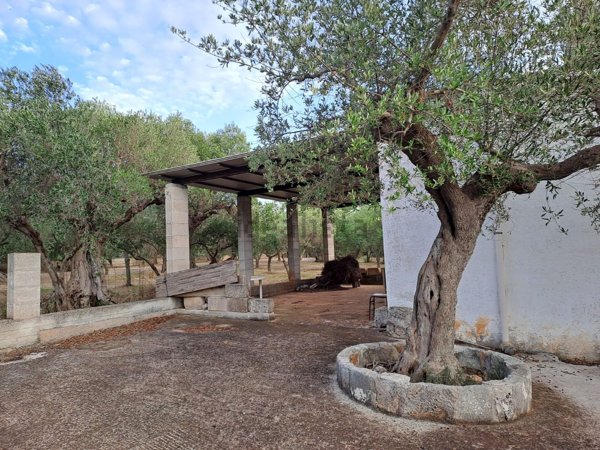 terreno agricolo in vendita a Castellana Grotte