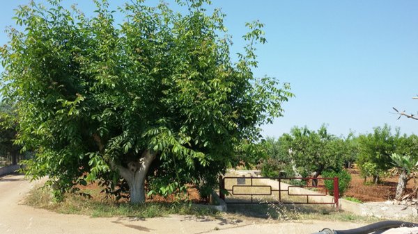 terreno agricolo in vendita a Castellana Grotte