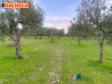 terreno agricolo in vendita a Cellamare