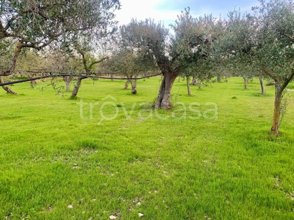 terreno agricolo in vendita a Cellamare