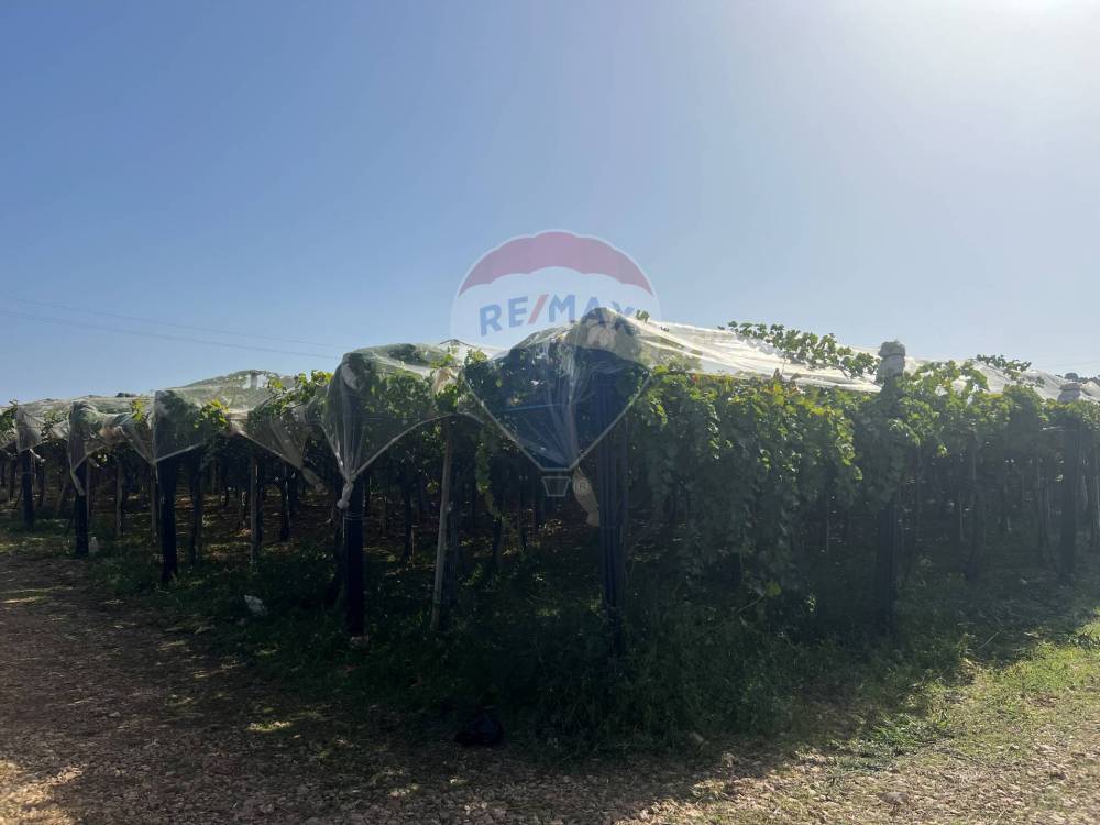 terreno agricolo in vendita a Conversano