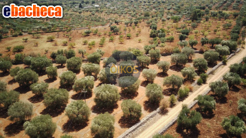 terreno agricolo in vendita a Conversano
