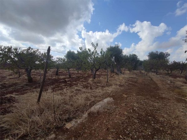 terreno agricolo in vendita a Conversano