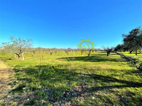 terreno agricolo in vendita a Conversano