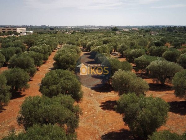terreno agricolo in vendita a Conversano
