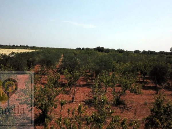 terreno agricolo in vendita a Conversano