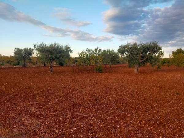 terreno agricolo in vendita a Conversano
