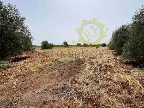 terreno agricolo in vendita a Conversano