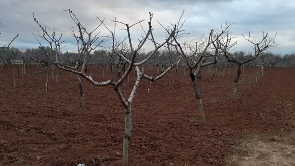 terreno agricolo in vendita a Conversano