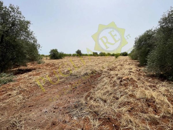 terreno agricolo in vendita a Conversano