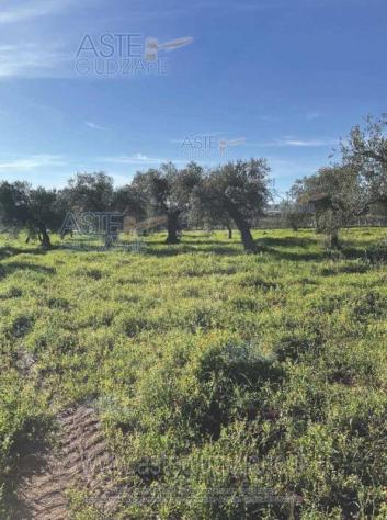 terreno agricolo in vendita a Conversano