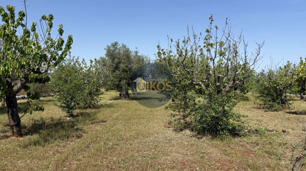 terreno agricolo in vendita a Conversano in zona Triggianello