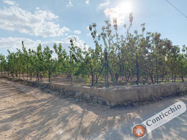 terreno agricolo in vendita a Corato