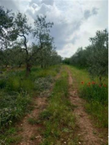 terreno agricolo in vendita a Corato