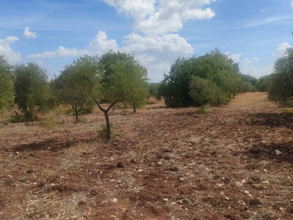 terreno agricolo in vendita a Corato