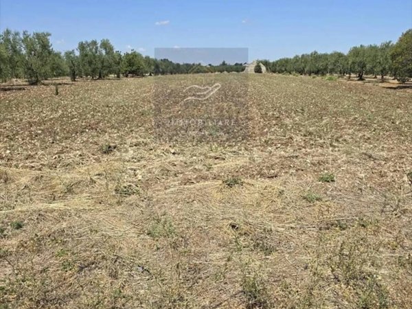 terreno agricolo in vendita a Corato