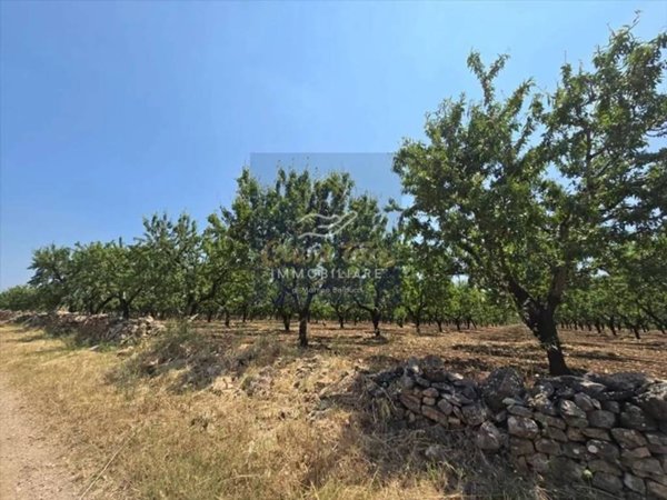 terreno agricolo in vendita a Corato