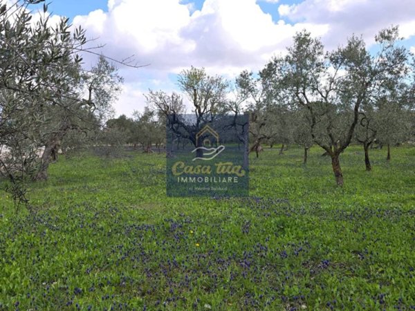 terreno agricolo in vendita a Corato
