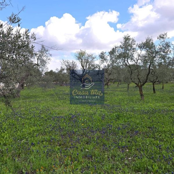 terreno agricolo in vendita a Corato