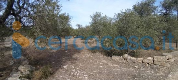 terreno agricolo in vendita a Corato