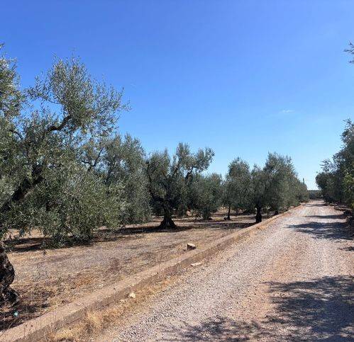 terreno agricolo in vendita a Corato