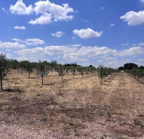 terreno agricolo in vendita a Corato