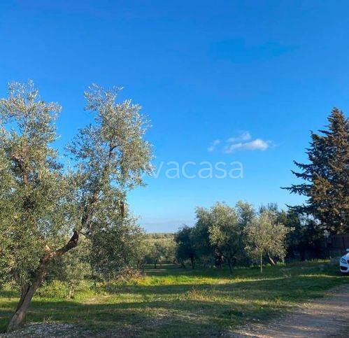 terreno agricolo in vendita a Corato