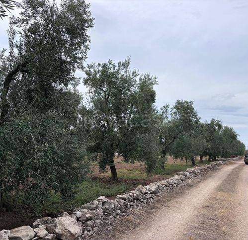 terreno agricolo in vendita a Corato