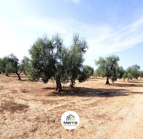 terreno agricolo in vendita a Corato