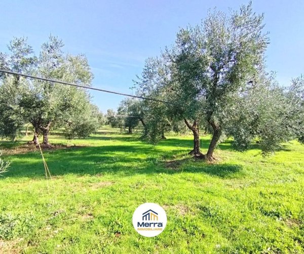 terreno agricolo in vendita a Corato